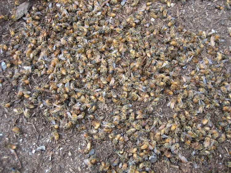 Dead Bees Outside Hive