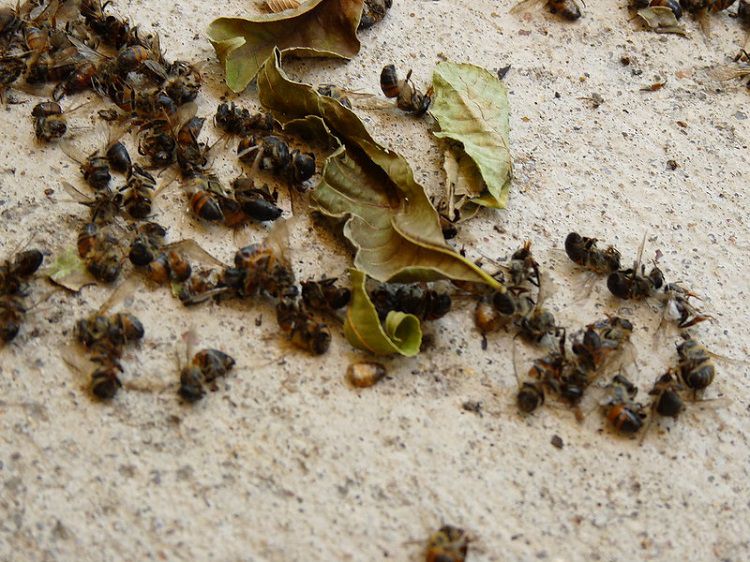 Dead Bees on Ground