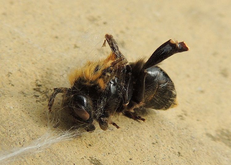 Dead Tree Bumble Bee