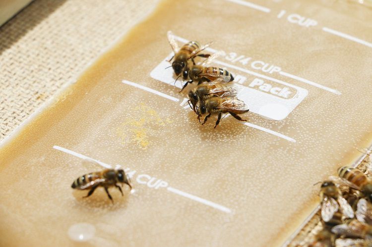 Investing sugar syrup bees and wasps viceroy invest