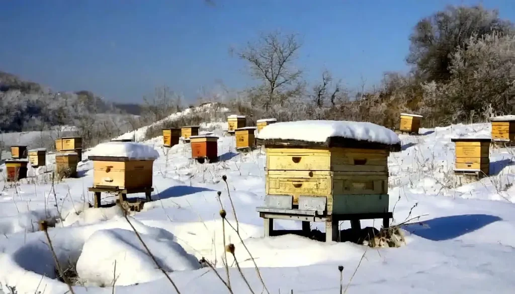 how to tell if your bees are alive in winter