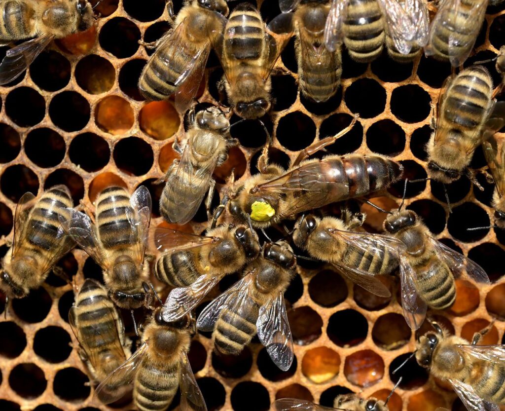 queen bee among worker bees