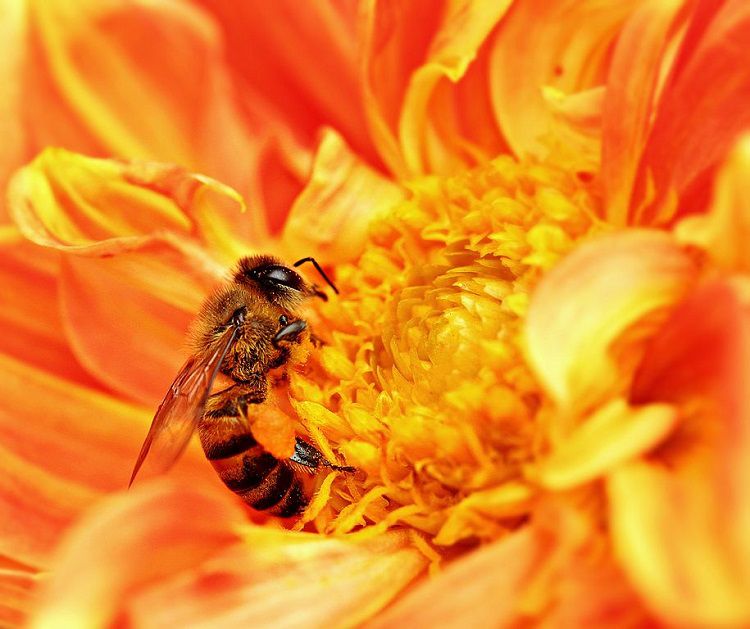 Africanised Bee in Tanzania