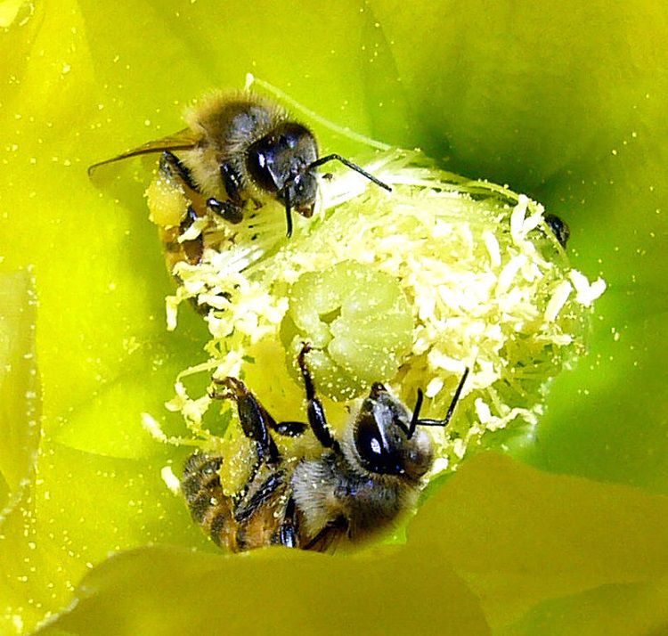 Africanized Honey Bees Pollinating a Yellow Beavertail Cactus Flower