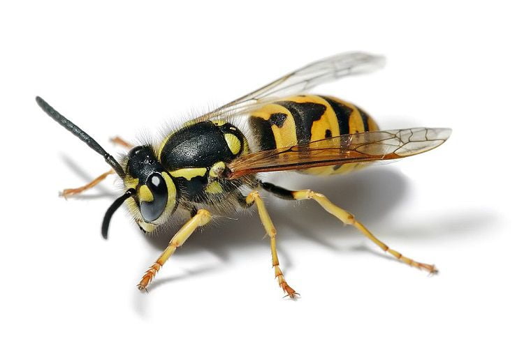 Yellowjacket