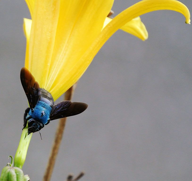 Blue Carpenter Bee
