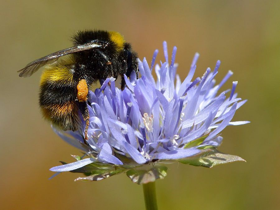 Bumblebee loaded with pollen