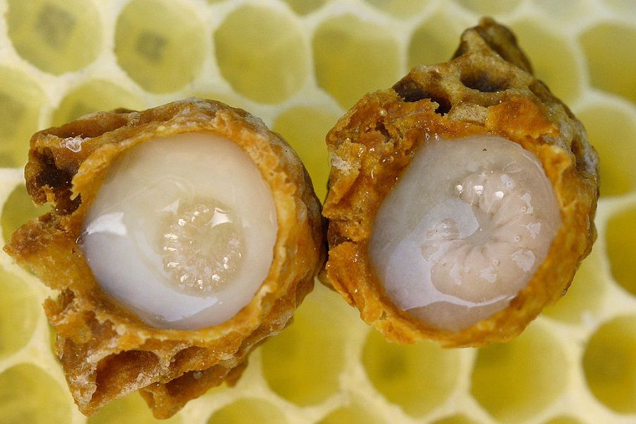 Developing queen larvae surrounded by royal jelly