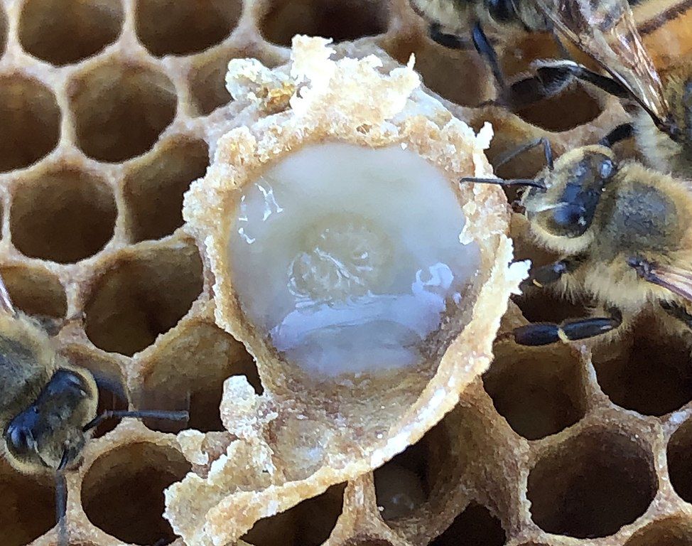 Larvae in royal jelly