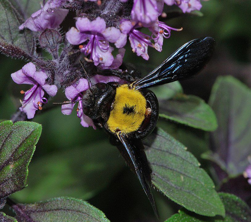 Xylocopa pubescens (species of carpenter bee)