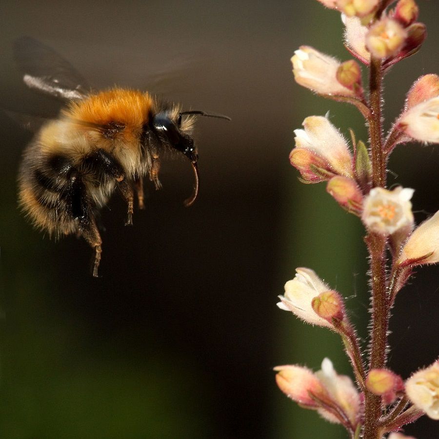 common carder bumblebee