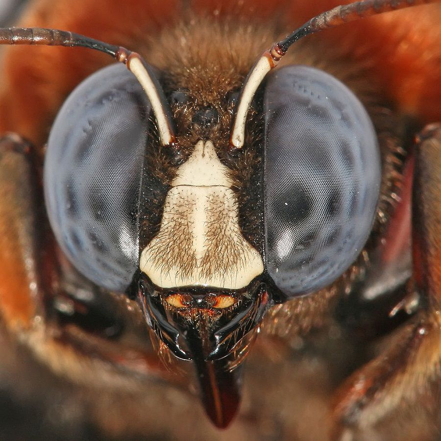 Carpenter Bee Head Showing Compound Eyes and Ocelli