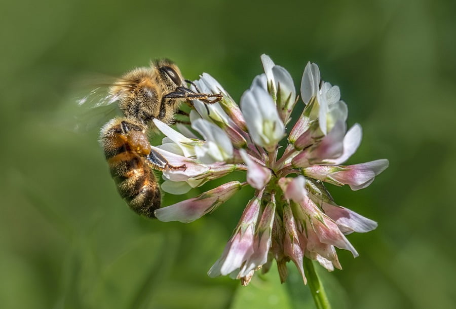 Western Honeybee on White Clover Flower