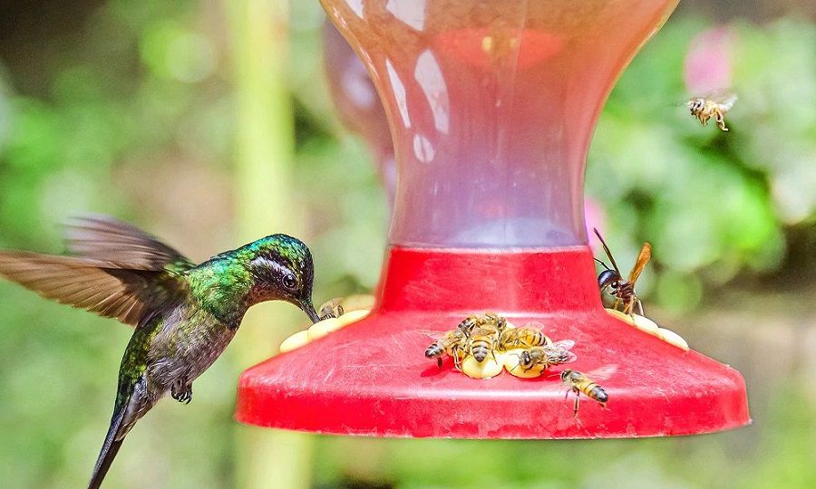 hummingbird and bees at hummingbird feeder