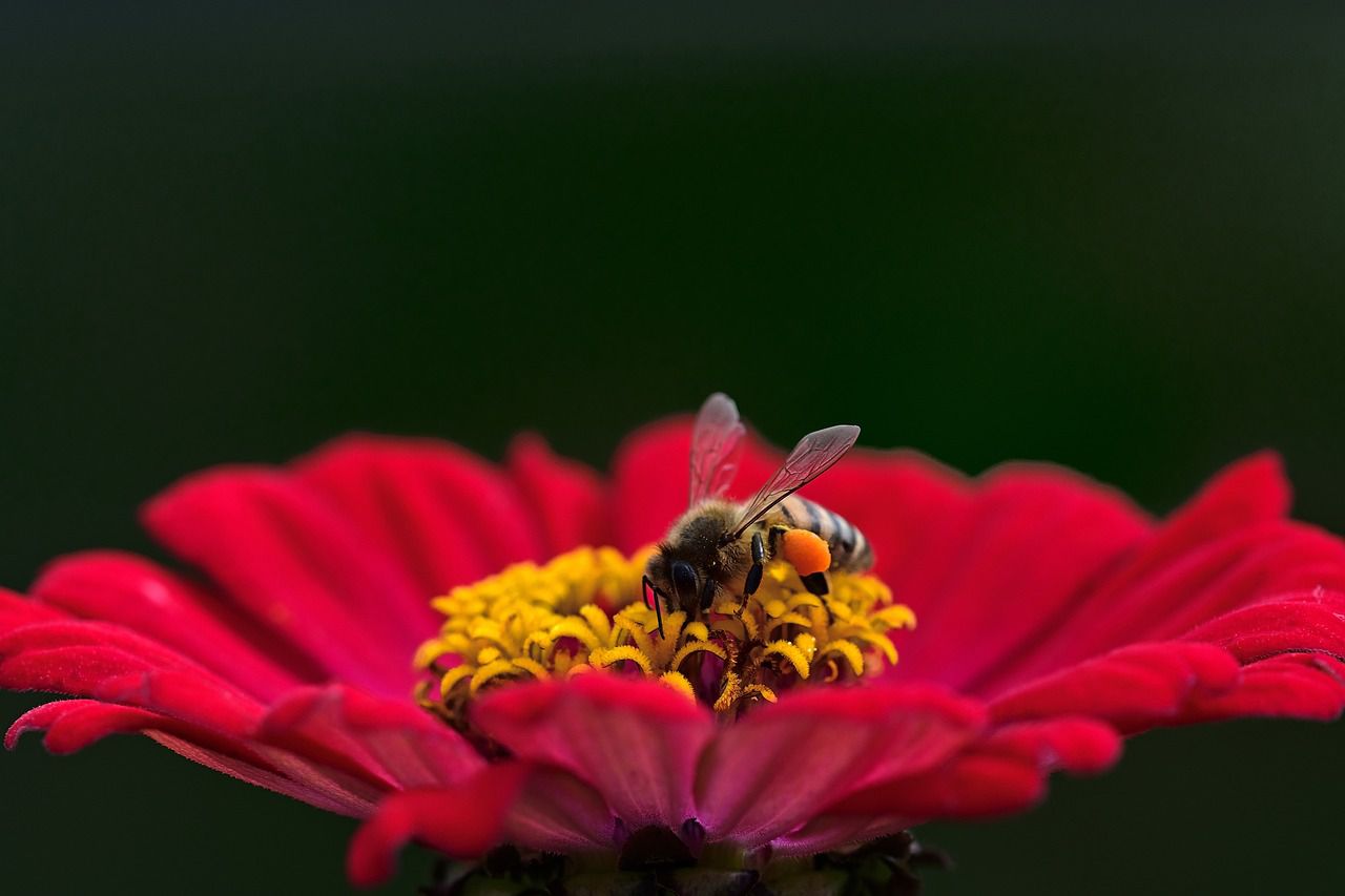 honeybee eating nectar on red flower