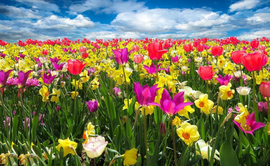 field of tulips and daffodils