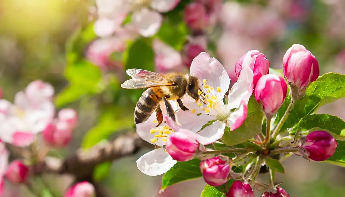 honey bee gathering pollen from a pink blossom