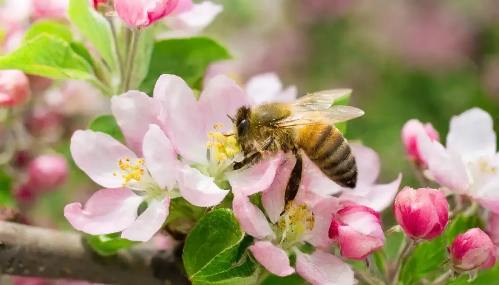 honey bee gathering pollen from a pink blossoming tree branch