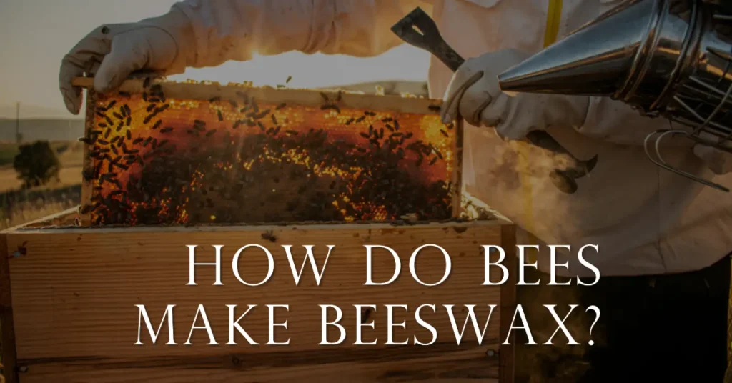 how do bees make beeswax