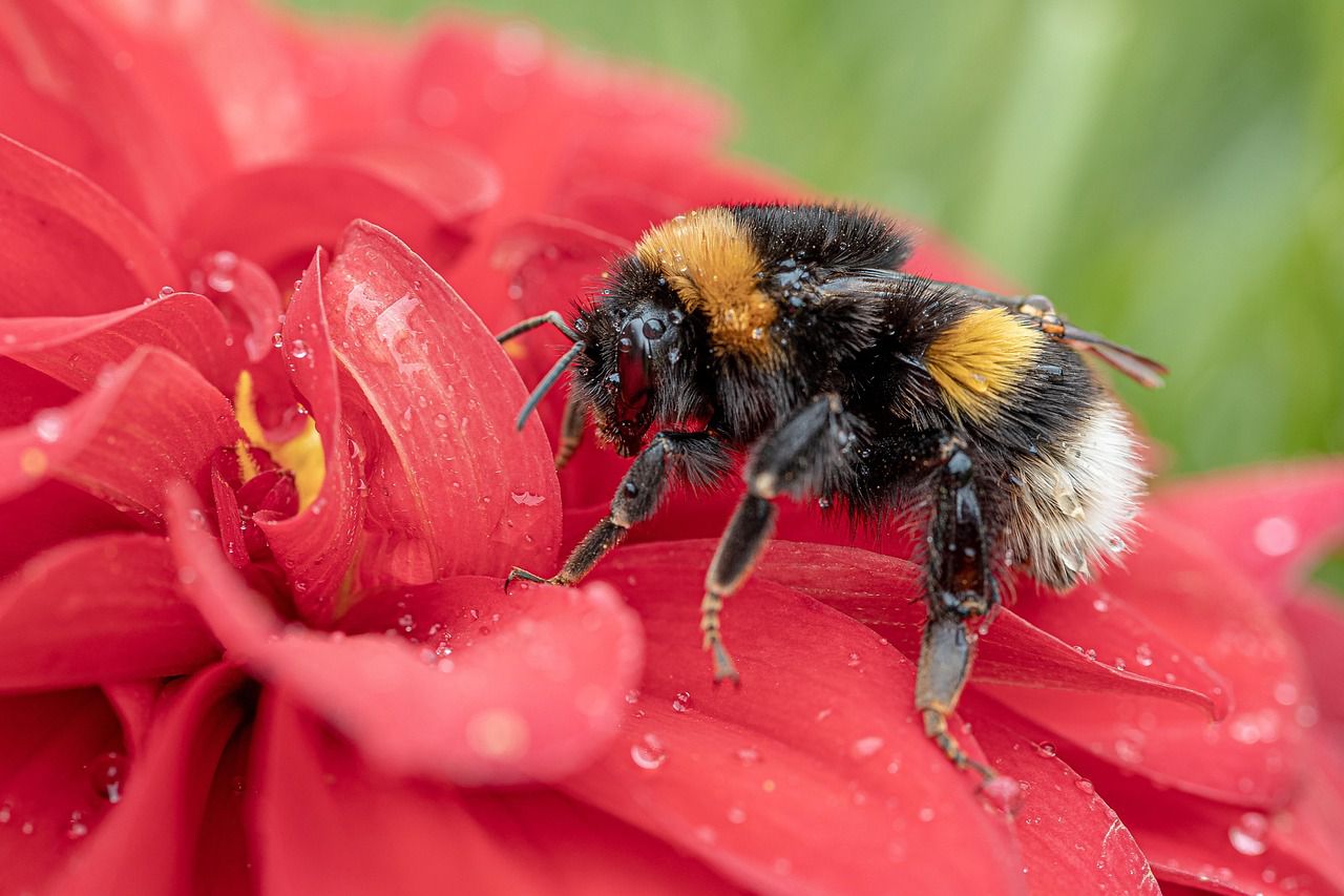 Buff-tailed bumblebee on red flower