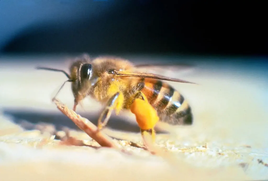 the impact of neonicotinoid pesticides on honey bees