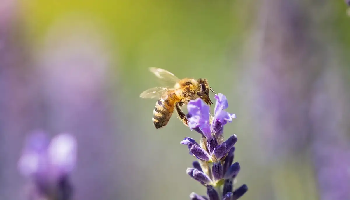 honey bee collecting nectar from a lavender plant