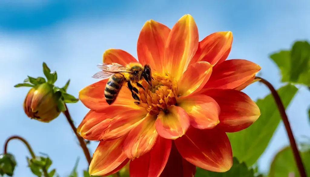 honey bee pollinating a beautiful red and orange dahlia blossom