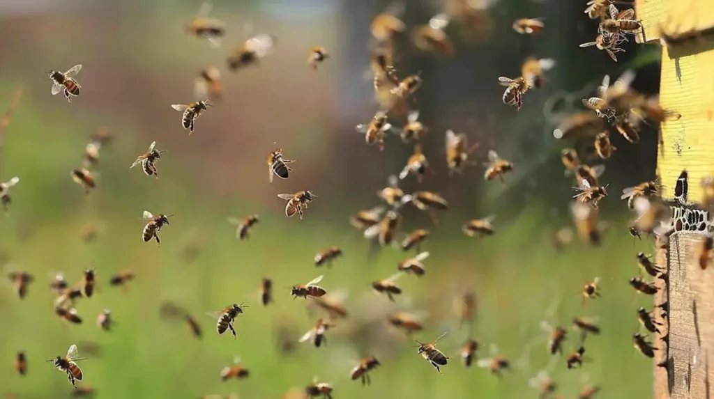 bee near hive