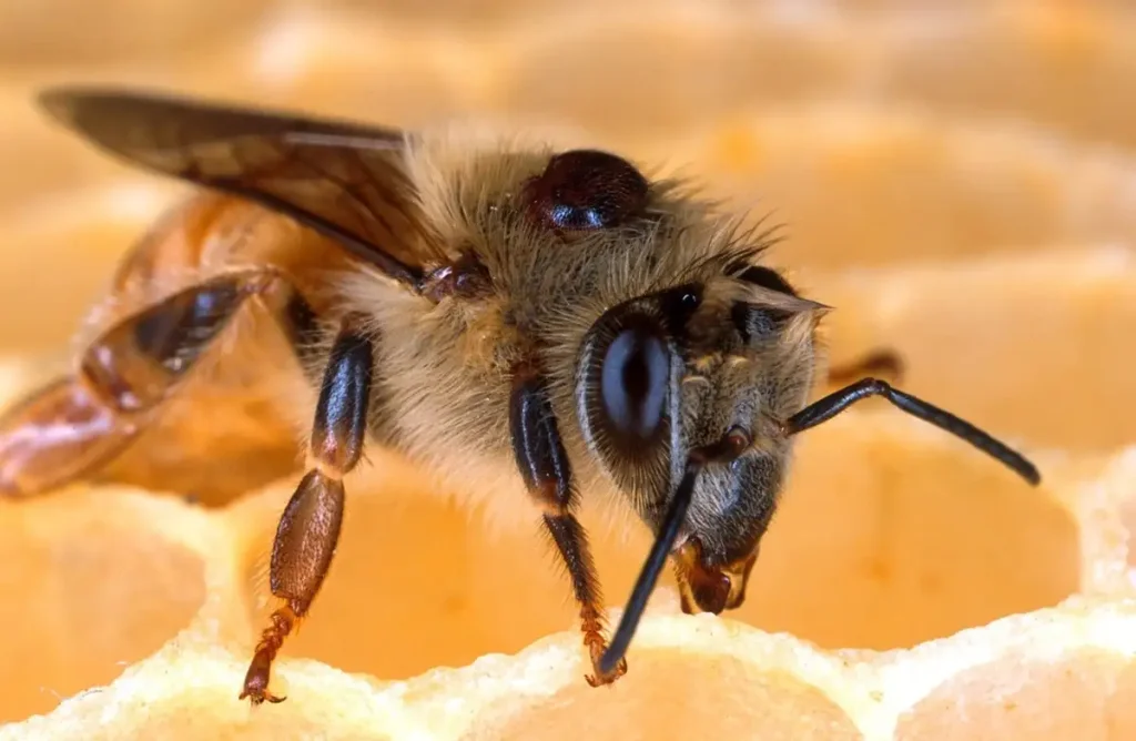 bee with varroa mite